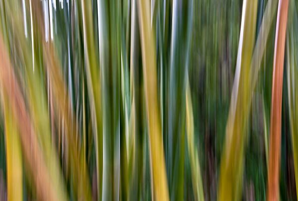 Bamboozle 1
080712-99 : Abstract Realities : Will Dickey Florida Fine Art Nature and Wildlife Photography - Images of Florida's First Coast - Nature and Landscape Photographs of Jacksonville, St. Augustine, Florida nature preserves