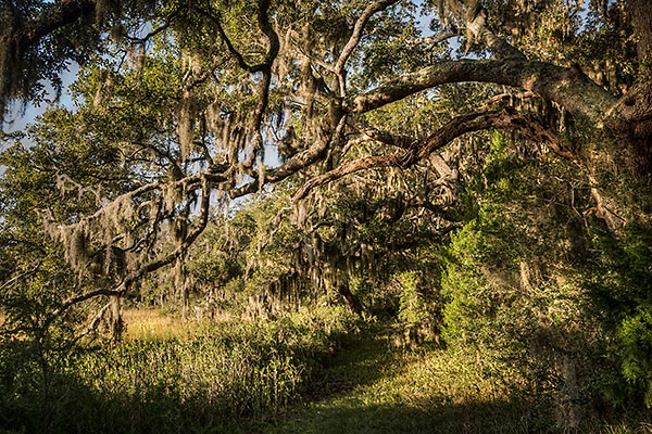 Cedar Point Oaks
120114-173 : St. Johns River : Will Dickey Florida Fine Art Nature and Wildlife Photography - Images of Florida's First Coast - Nature and Landscape Photographs of Jacksonville, St. Augustine, Florida nature preserves