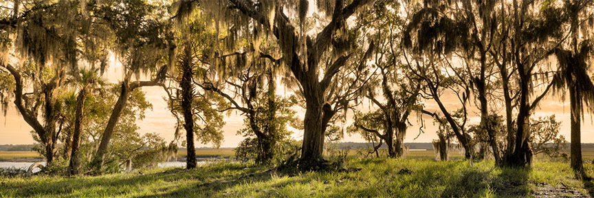 Cedar Point Trees 
120114-265P : Panoramas and Cityscapes : Will Dickey Florida Fine Art Nature and Wildlife Photography - Images of Florida's First Coast - Nature and Landscape Photographs of Jacksonville, St. Augustine, Florida nature preserves