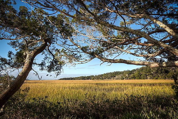 Cedar Point Marsh
120114-257 : St. Johns River : Will Dickey Florida Fine Art Nature and Wildlife Photography - Images of Florida's First Coast - Nature and Landscape Photographs of Jacksonville, St. Augustine, Florida nature preserves