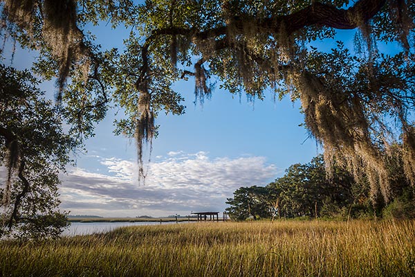 Cedar Point Moss
120114-203 : St. Johns River : Will Dickey Florida Fine Art Nature and Wildlife Photography - Images of Florida's First Coast - Nature and Landscape Photographs of Jacksonville, St. Augustine, Florida nature preserves