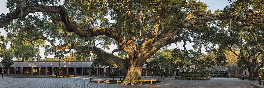 Episcopal Great Oak 121214-131P : Panoramas and Cityscapes : Will Dickey Florida Fine Art Nature and Wildlife Photography - Images of Florida's First Coast - Nature and Landscape Photographs of Jacksonville, St. Augustine, Florida nature preserves