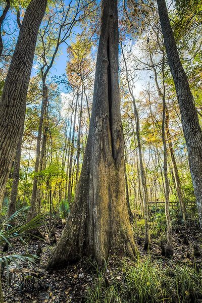 Julington Cypress
112914-6 : St. Johns River : Will Dickey Florida Fine Art Nature and Wildlife Photography - Images of Florida's First Coast - Nature and Landscape Photographs of Jacksonville, St. Augustine, Florida nature preserves