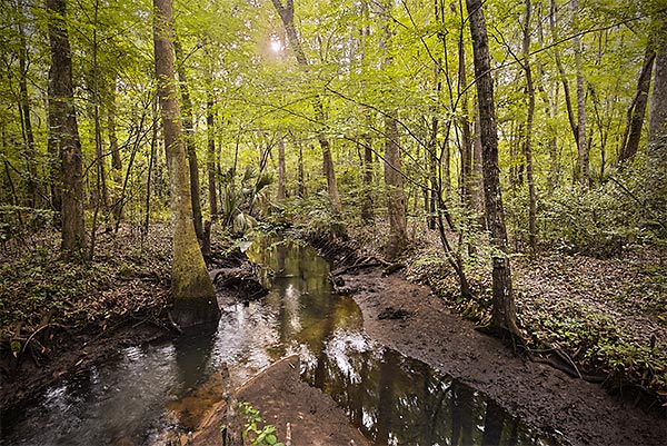 Goodbys Creek 
032215-36 : St. Johns River : Will Dickey Florida Fine Art Nature and Wildlife Photography - Images of Florida's First Coast - Nature and Landscape Photographs of Jacksonville, St. Augustine, Florida nature preserves