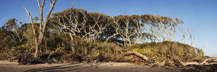 Big Talbot Trees
030516-153P : Panoramas and Cityscapes : Will Dickey Florida Fine Art Nature and Wildlife Photography - Images of Florida's First Coast - Nature and Landscape Photographs of Jacksonville, St. Augustine, Florida nature preserves