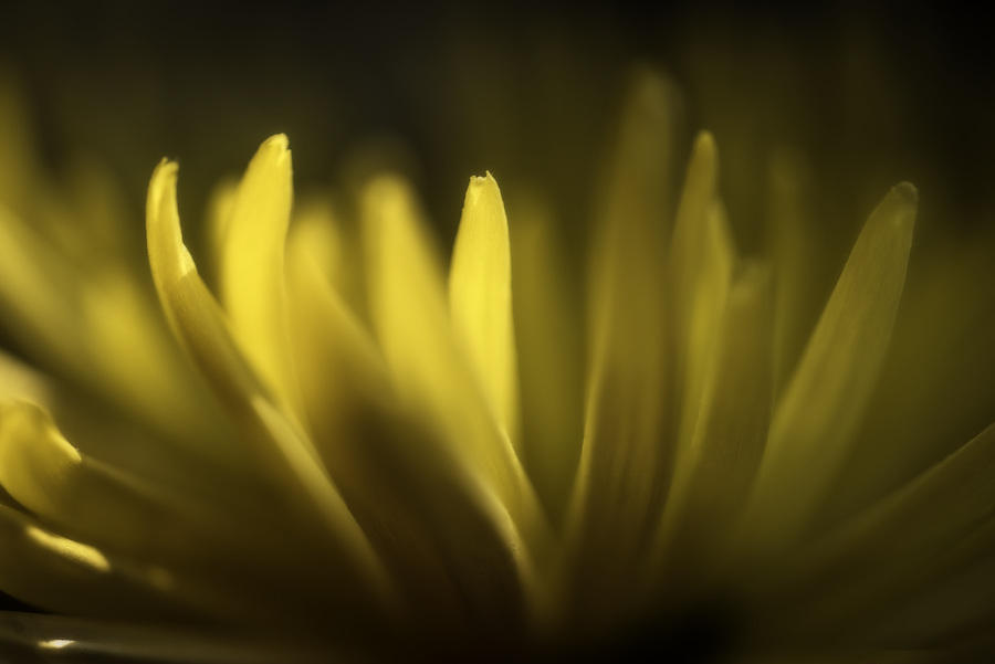 Chrysanthemum
050816-151 : Blooms : Will Dickey Florida Fine Art Nature and Wildlife Photography - Images of Florida's First Coast - Nature and Landscape Photographs of Jacksonville, St. Augustine, Florida nature preserves