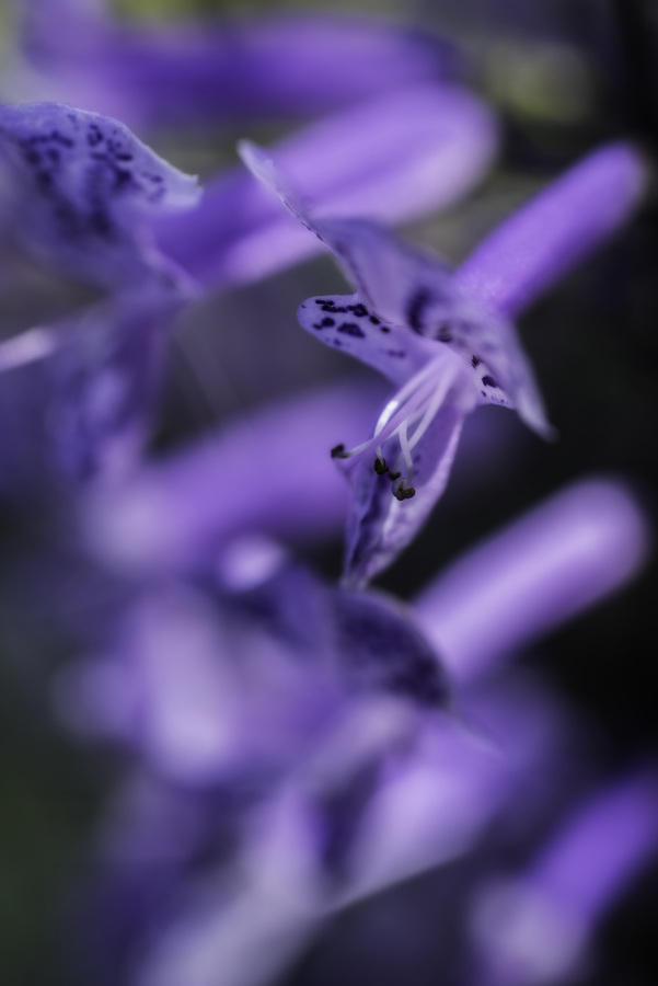 Plectranthus
091816-63 : Blooms : Will Dickey Florida Fine Art Nature and Wildlife Photography - Images of Florida's First Coast - Nature and Landscape Photographs of Jacksonville, St. Augustine, Florida nature preserves