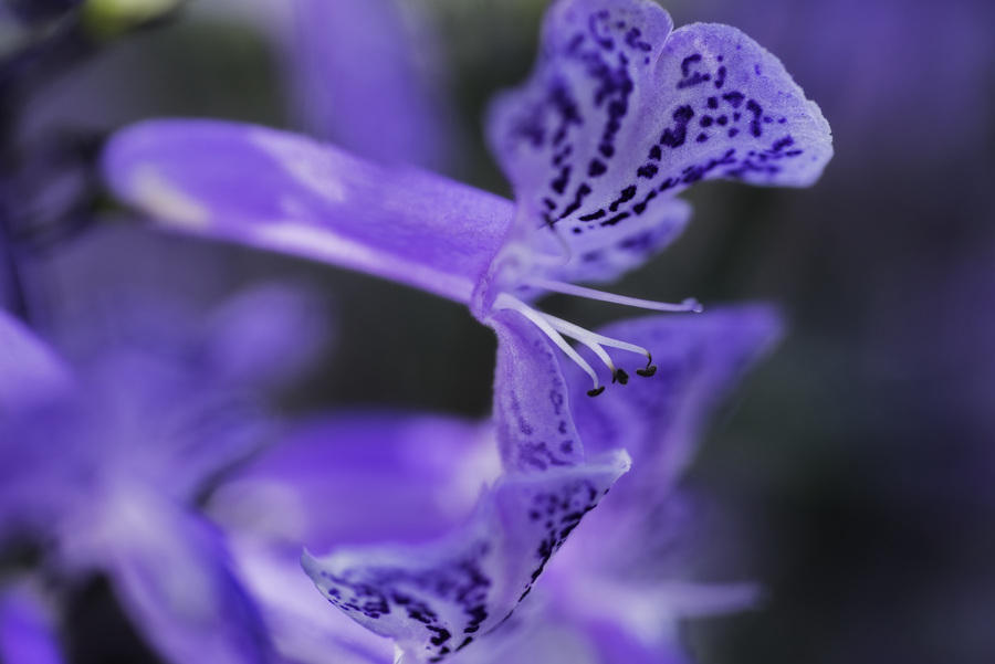 Plectranthus
091816-67 : Blooms : Will Dickey Florida Fine Art Nature and Wildlife Photography - Images of Florida's First Coast - Nature and Landscape Photographs of Jacksonville, St. Augustine, Florida nature preserves