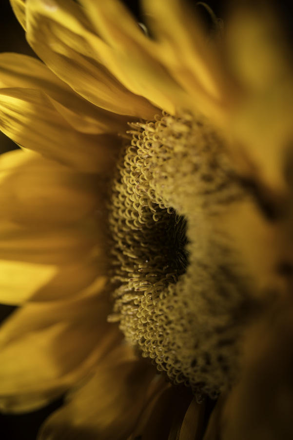 Sunflower
050816-4 : Blooms : Will Dickey Florida Fine Art Nature and Wildlife Photography - Images of Florida's First Coast - Nature and Landscape Photographs of Jacksonville, St. Augustine, Florida nature preserves