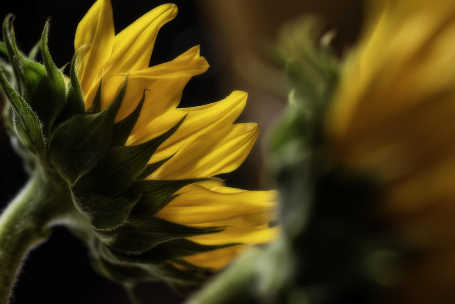 Sunflower
050816-54 : Blooms : Will Dickey Florida Fine Art Nature and Wildlife Photography - Images of Florida's First Coast - Nature and Landscape Photographs of Jacksonville, St. Augustine, Florida nature preserves