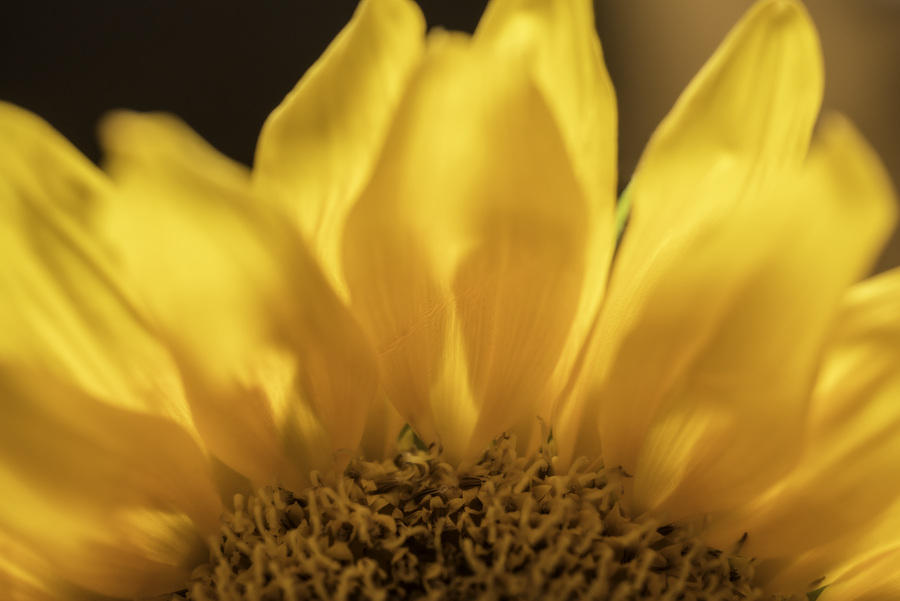 Sunflower
050816-91 : Blooms : Will Dickey Florida Fine Art Nature and Wildlife Photography - Images of Florida's First Coast - Nature and Landscape Photographs of Jacksonville, St. Augustine, Florida nature preserves