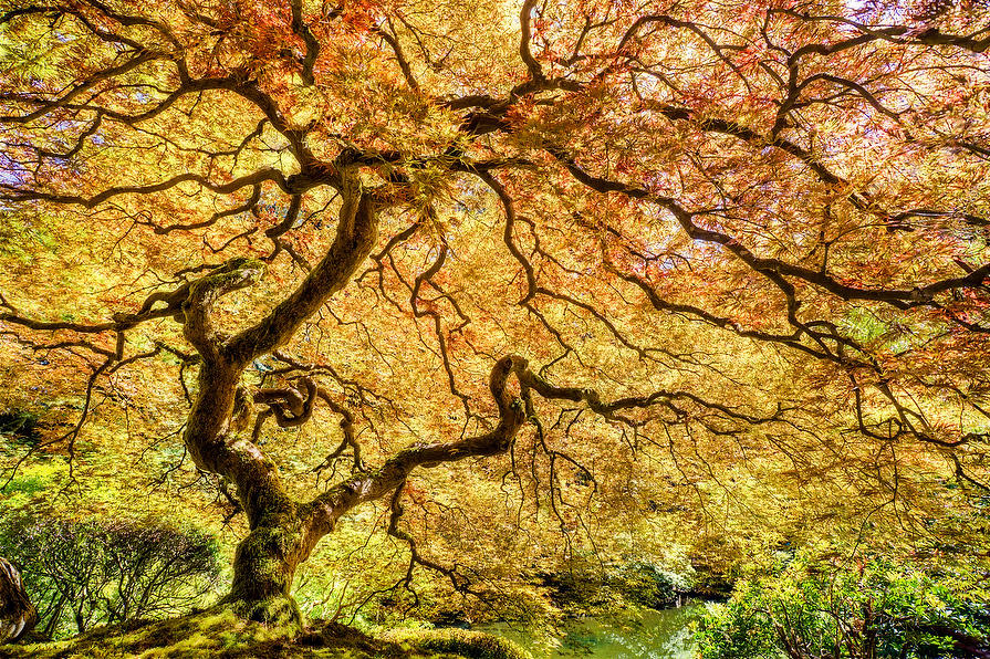Japanese Maple 
070315-143 : Pacific Northwest  : Will Dickey Florida Fine Art Nature and Wildlife Photography - Images of Florida's First Coast - Nature and Landscape Photographs of Jacksonville, St. Augustine, Florida nature preserves