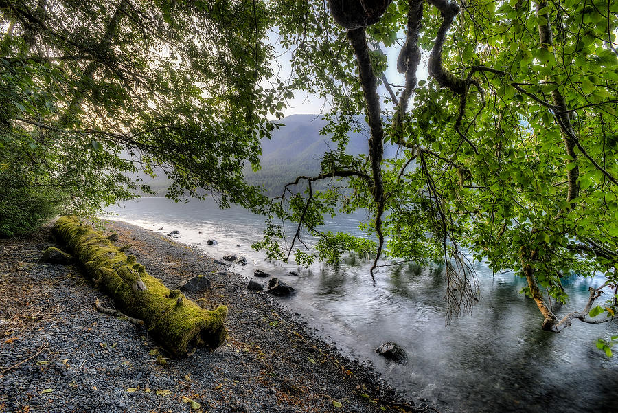 Crescent Lake Alders 070815-333 : Pacific Northwest  : Will Dickey Florida Fine Art Nature and Wildlife Photography - Images of Florida's First Coast - Nature and Landscape Photographs of Jacksonville, St. Augustine, Florida nature preserves