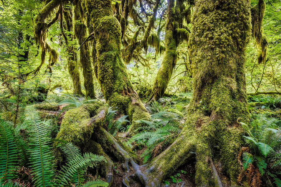 Hoh Rain Forest 
070815-55 : Pacific Northwest  : Will Dickey Florida Fine Art Nature and Wildlife Photography - Images of Florida's First Coast - Nature and Landscape Photographs of Jacksonville, St. Augustine, Florida nature preserves