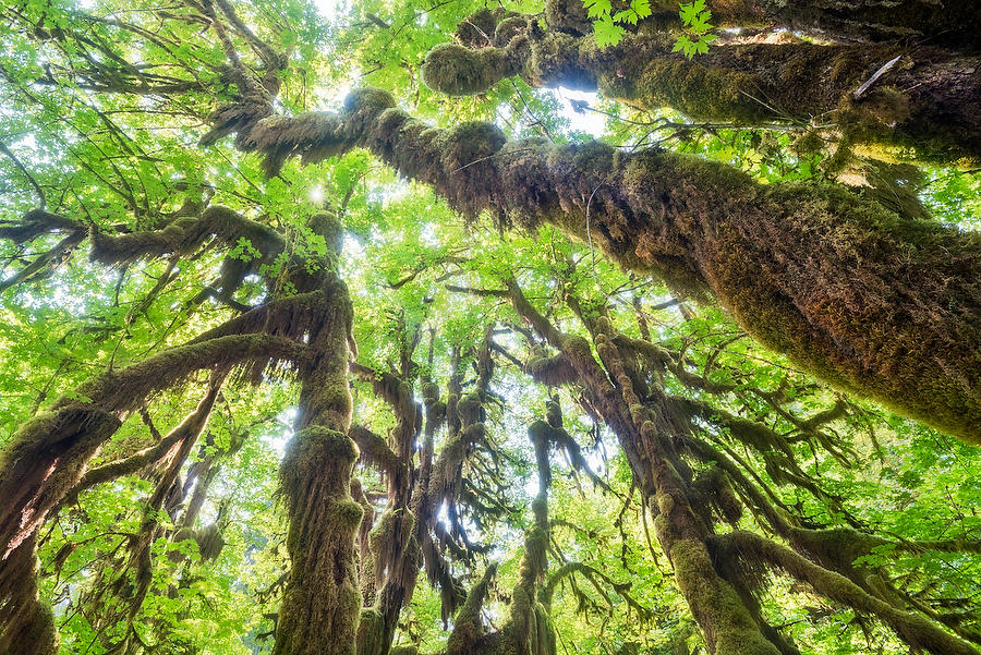 Hoh Rain Forest
070815-63 : Pacific Northwest  : Will Dickey Florida Fine Art Nature and Wildlife Photography - Images of Florida's First Coast - Nature and Landscape Photographs of Jacksonville, St. Augustine, Florida nature preserves