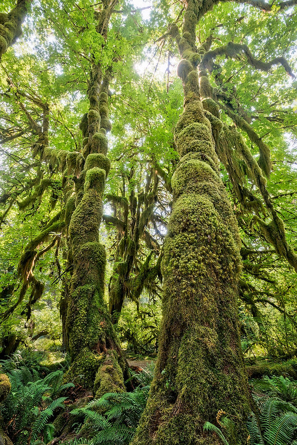 Hoh Rain Forest 
070815-69 : Pacific Northwest  : Will Dickey Florida Fine Art Nature and Wildlife Photography - Images of Florida's First Coast - Nature and Landscape Photographs of Jacksonville, St. Augustine, Florida nature preserves