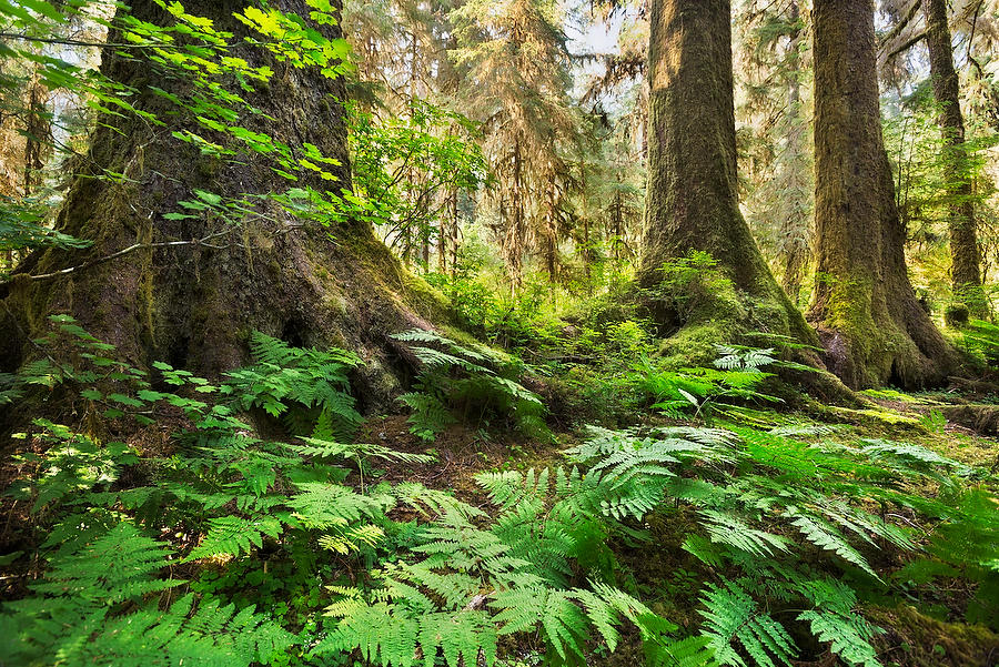Hoh Rain Forest 
070815-212 : Pacific Northwest  : Will Dickey Florida Fine Art Nature and Wildlife Photography - Images of Florida's First Coast - Nature and Landscape Photographs of Jacksonville, St. Augustine, Florida nature preserves
