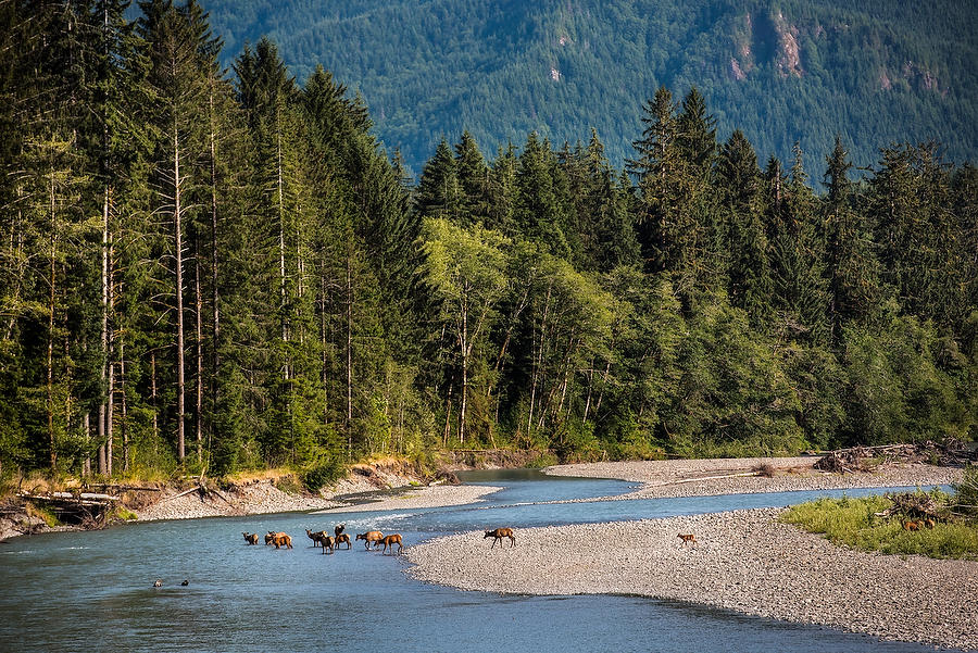 Hoh River Elk 
070815-278 : Critters : Will Dickey Florida Fine Art Nature and Wildlife Photography - Images of Florida's First Coast - Nature and Landscape Photographs of Jacksonville, St. Augustine, Florida nature preserves