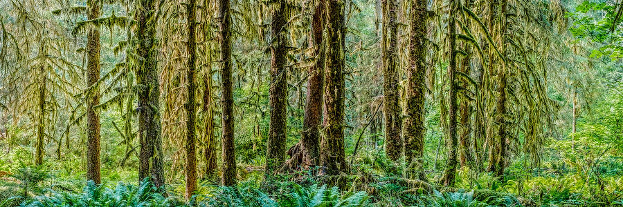 Hoh Rain Forest Panorama
070815-89P : Pacific Northwest  : Will Dickey Florida Fine Art Nature and Wildlife Photography - Images of Florida's First Coast - Nature and Landscape Photographs of Jacksonville, St. Augustine, Florida nature preserves