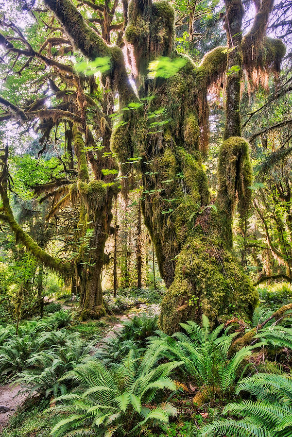 Hoh River Trees 
070815-252 : Pacific Northwest  : Will Dickey Florida Fine Art Nature and Wildlife Photography - Images of Florida's First Coast - Nature and Landscape Photographs of Jacksonville, St. Augustine, Florida nature preserves