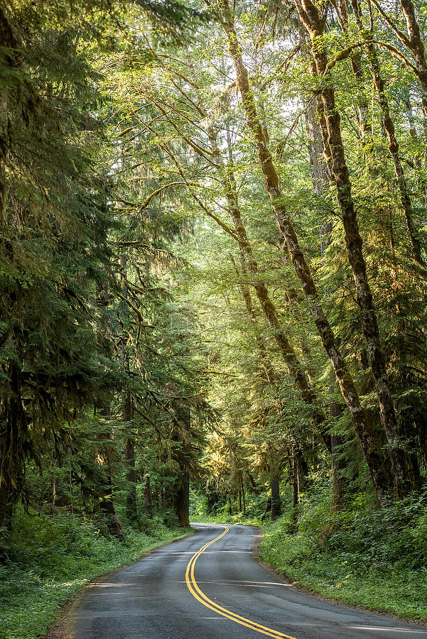 Hoh River Valley Road 070815-325  : Pacific Northwest  : Will Dickey Florida Fine Art Nature and Wildlife Photography - Images of Florida's First Coast - Nature and Landscape Photographs of Jacksonville, St. Augustine, Florida nature preserves