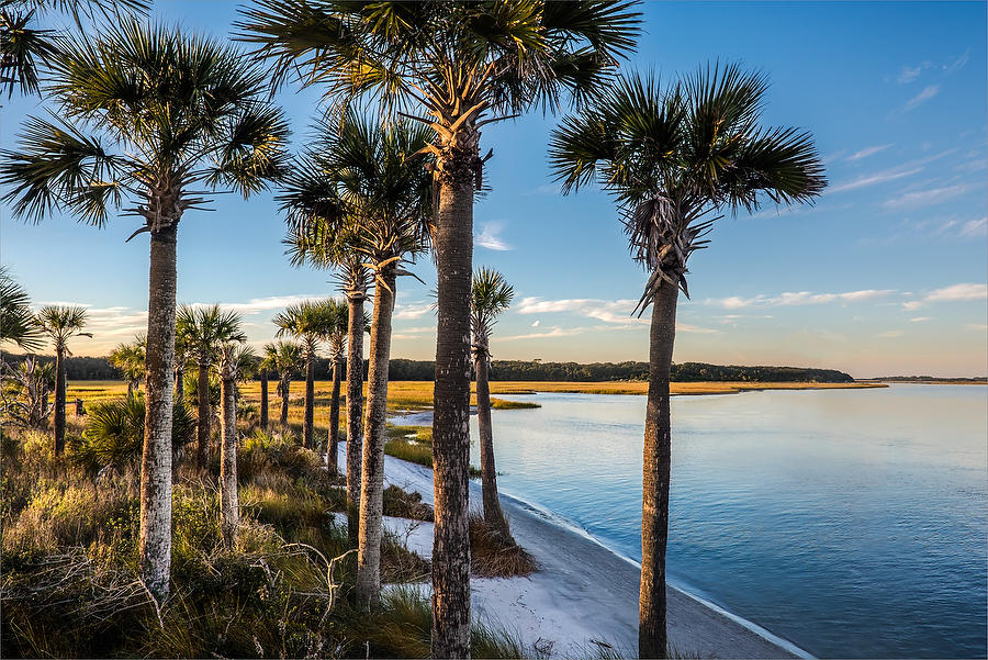 Alimacani Palms 
112014-298 
 : Timucuan Preserve  : Will Dickey Florida Fine Art Nature and Wildlife Photography - Images of Florida's First Coast - Nature and Landscape Photographs of Jacksonville, St. Augustine, Florida nature preserves