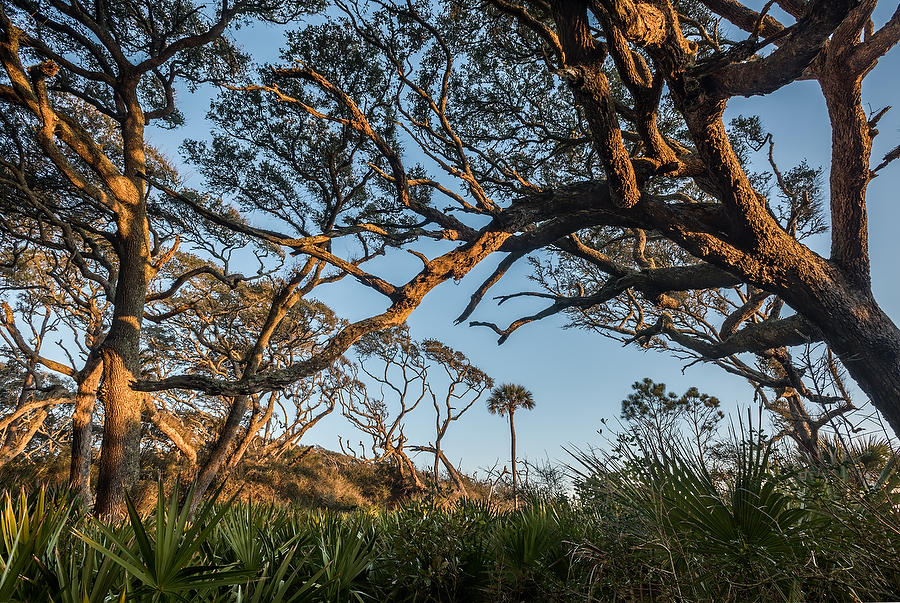 Big Talbot Island 
030516-51 : Timucuan Preserve  : Will Dickey Florida Fine Art Nature and Wildlife Photography - Images of Florida's First Coast - Nature and Landscape Photographs of Jacksonville, St. Augustine, Florida nature preserves