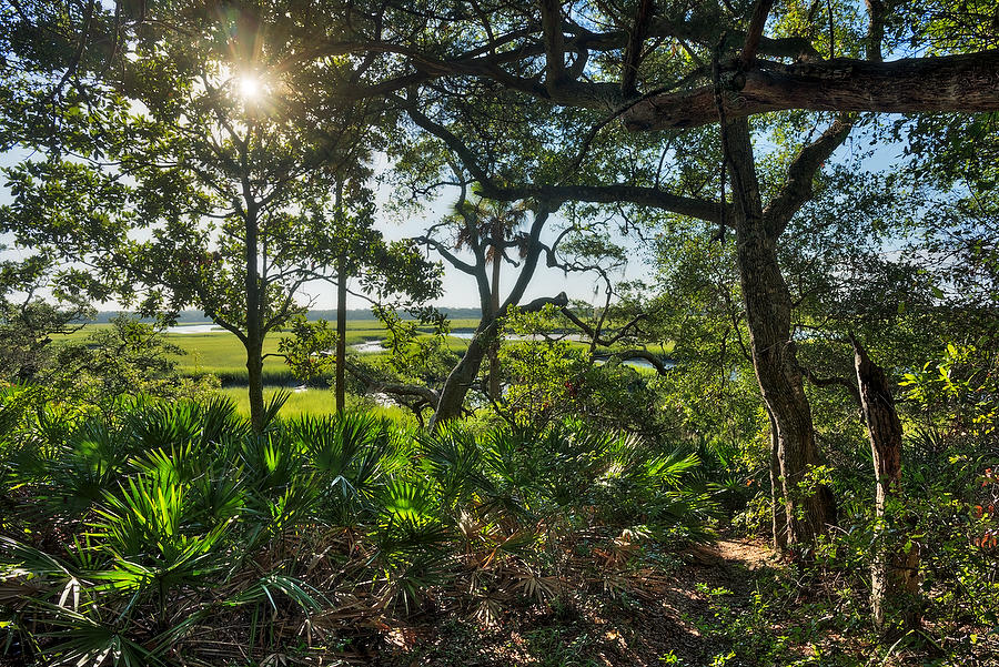 Big Talbot Marsh 
081016-162 : Timucuan Preserve  : Will Dickey Florida Fine Art Nature and Wildlife Photography - Images of Florida's First Coast - Nature and Landscape Photographs of Jacksonville, St. Augustine, Florida nature preserves