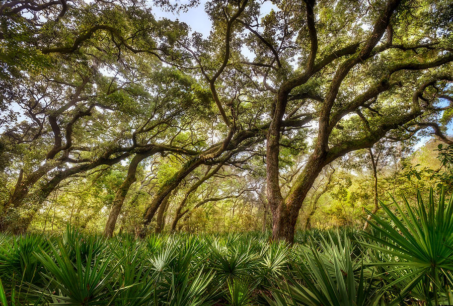 Big Talbot Oaks Palmettos 041714-455 : Timucuan Preserve  : Will Dickey Florida Fine Art Nature and Wildlife Photography - Images of Florida's First Coast - Nature and Landscape Photographs of Jacksonville, St. Augustine, Florida nature preserves