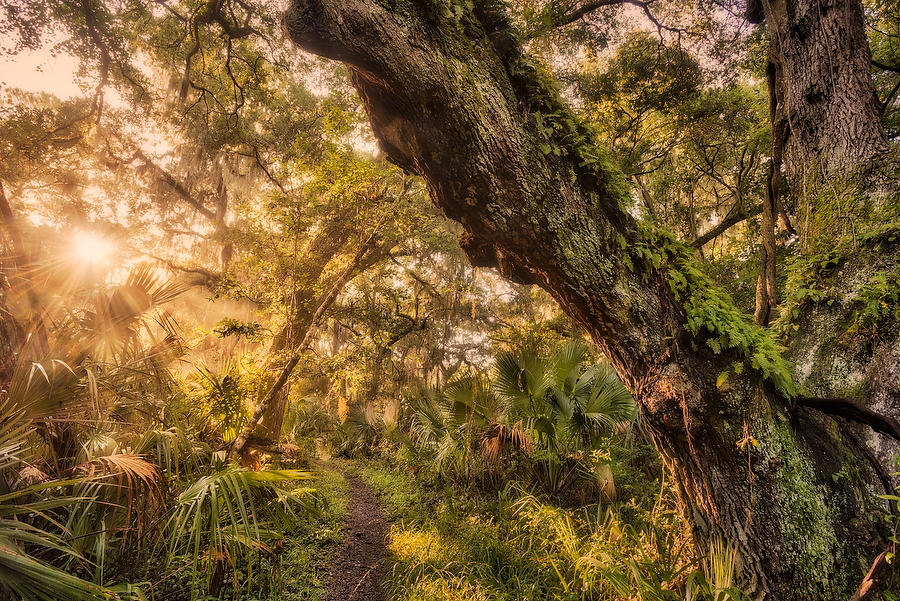 Big Talbot Trail 
081016-140 : Timucuan Preserve  : Will Dickey Florida Fine Art Nature and Wildlife Photography - Images of Florida's First Coast - Nature and Landscape Photographs of Jacksonville, St. Augustine, Florida nature preserves