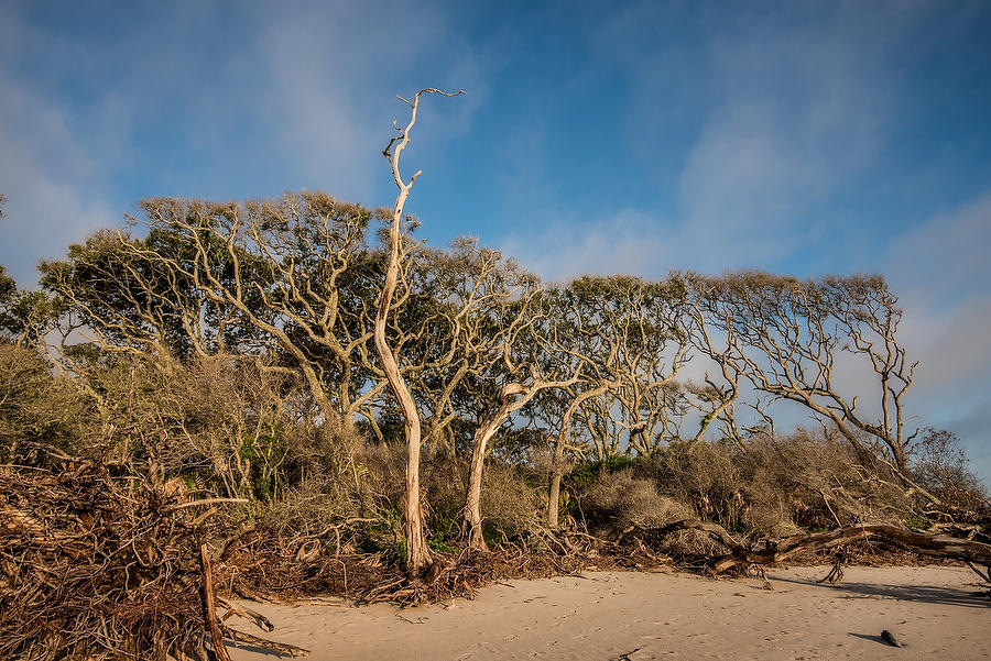 Big Talbot Trees 
061717-156 : Timucuan Preserve  : Will Dickey Florida Fine Art Nature and Wildlife Photography - Images of Florida's First Coast - Nature and Landscape Photographs of Jacksonville, St. Augustine, Florida nature preserves