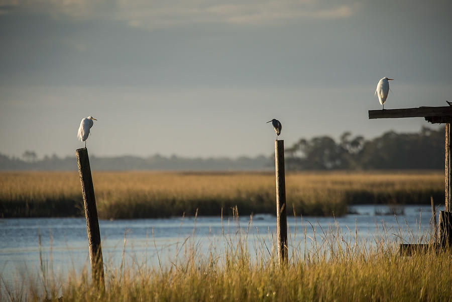 Cedar Point Birds 120114-149 : Timucuan Preserve  : Will Dickey Florida Fine Art Nature and Wildlife Photography - Images of Florida's First Coast - Nature and Landscape Photographs of Jacksonville, St. Augustine, Florida nature preserves