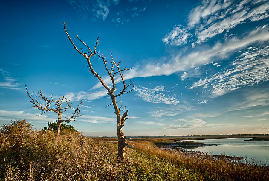 Cedar Point Horseshoe Creek 010513-172 : Timucuan Preserve  : Will Dickey Florida Fine Art Nature and Wildlife Photography - Images of Florida's First Coast - Nature and Landscape Photographs of Jacksonville, St. Augustine, Florida nature preserves