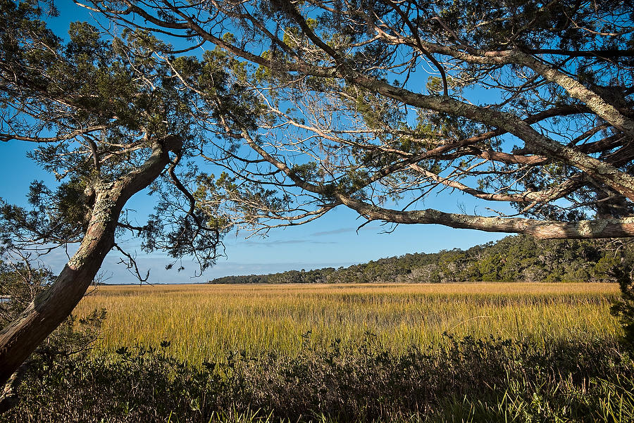 Cedar Point Marsh 120114-257 : Timucuan Preserve  : Will Dickey Florida Fine Art Nature and Wildlife Photography - Images of Florida's First Coast - Nature and Landscape Photographs of Jacksonville, St. Augustine, Florida nature preserves