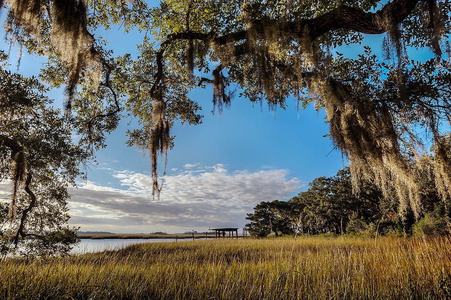 Cedar Point Moss 120114-203 : Timucuan Preserve  : Will Dickey Florida Fine Art Nature and Wildlife Photography - Images of Florida's First Coast - Nature and Landscape Photographs of Jacksonville, St. Augustine, Florida nature preserves