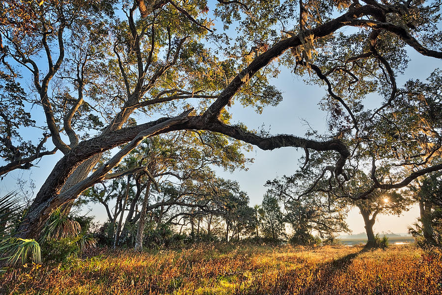 Cedar Point Oak 
111916-191 : Timucuan Preserve  : Will Dickey Florida Fine Art Nature and Wildlife Photography - Images of Florida's First Coast - Nature and Landscape Photographs of Jacksonville, St. Augustine, Florida nature preserves