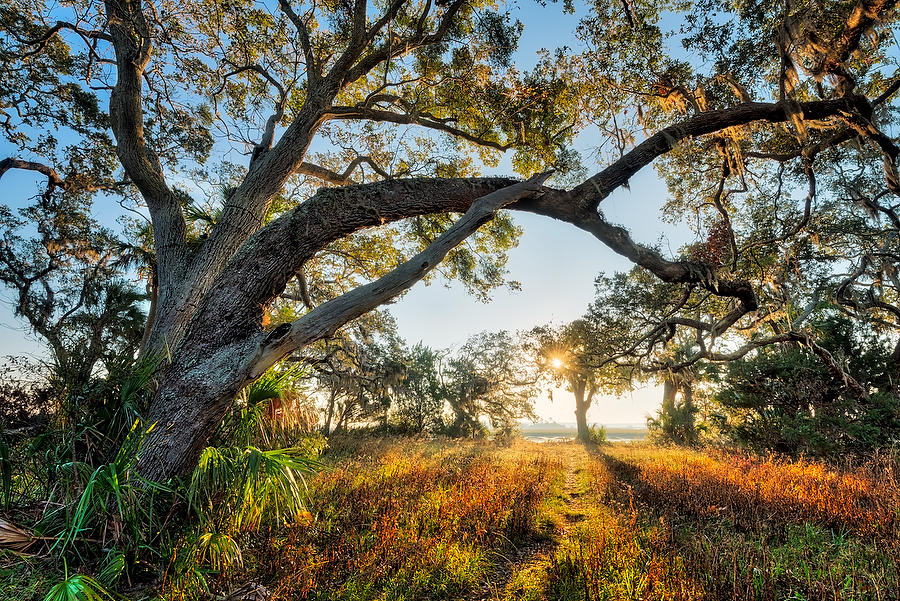 Cedar Point Oak 
111916-206 : Timucuan Preserve  : Will Dickey Florida Fine Art Nature and Wildlife Photography - Images of Florida's First Coast - Nature and Landscape Photographs of Jacksonville, St. Augustine, Florida nature preserves