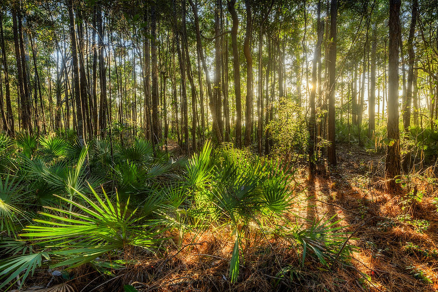 Cedar Point Palmettos 121014-29 : Timucuan Preserve  : Will Dickey Florida Fine Art Nature and Wildlife Photography - Images of Florida's First Coast - Nature and Landscape Photographs of Jacksonville, St. Augustine, Florida nature preserves