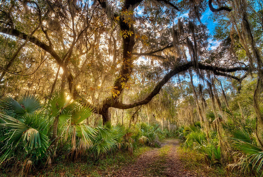 Cedar Point Trail
010513-253 : Timucuan Preserve  : Will Dickey Florida Fine Art Nature and Wildlife Photography - Images of Florida's First Coast - Nature and Landscape Photographs of Jacksonville, St. Augustine, Florida nature preserves