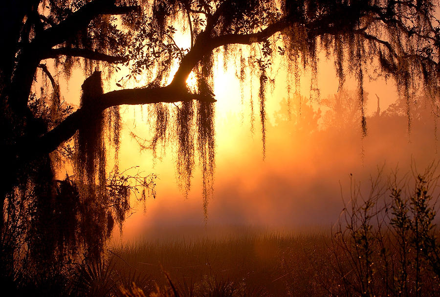 Cedar Point Fog 
032004-B4 : Timucuan Preserve  : Will Dickey Florida Fine Art Nature and Wildlife Photography - Images of Florida's First Coast - Nature and Landscape Photographs of Jacksonville, St. Augustine, Florida nature preserves