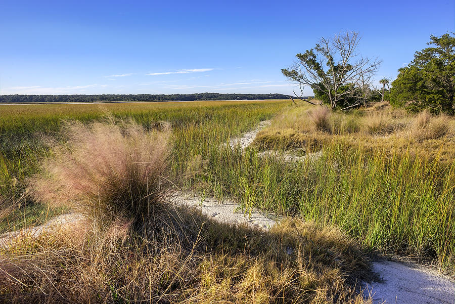 Ft. George Muhly Grass 112014-29 : Timucuan Preserve  : Will Dickey Florida Fine Art Nature and Wildlife Photography - Images of Florida's First Coast - Nature and Landscape Photographs of Jacksonville, St. Augustine, Florida nature preserves