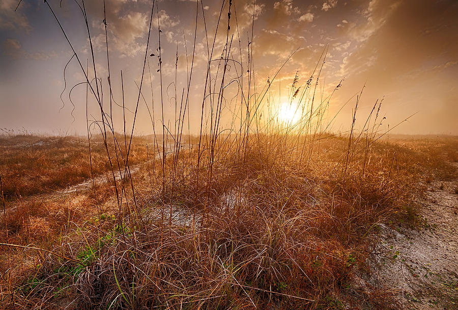 Little Talbot Sea Oats 011213-140 : Timucuan Preserve  : Will Dickey Florida Fine Art Nature and Wildlife Photography - Images of Florida's First Coast - Nature and Landscape Photographs of Jacksonville, St. Augustine, Florida nature preserves