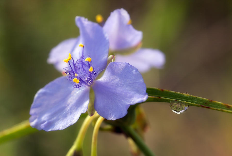 Spiderwort And Raindrop 071704-C9 : Timucuan Preserve  : Will Dickey Florida Fine Art Nature and Wildlife Photography - Images of Florida's First Coast - Nature and Landscape Photographs of Jacksonville, St. Augustine, Florida nature preserves