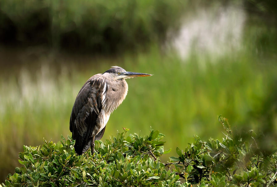 Great Blue Heron 071109-47 : Timucuan Preserve  : Will Dickey Florida Fine Art Nature and Wildlife Photography - Images of Florida's First Coast - Nature and Landscape Photographs of Jacksonville, St. Augustine, Florida nature preserves