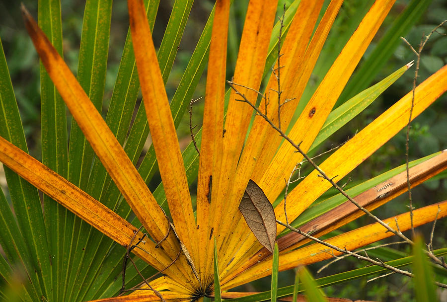 Palmetto Colors
071009-152 : Timucuan Preserve  : Will Dickey Florida Fine Art Nature and Wildlife Photography - Images of Florida's First Coast - Nature and Landscape Photographs of Jacksonville, St. Augustine, Florida nature preserves