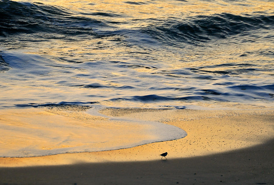 Indialantic Dawn Sandpiper 032911-19 : Beaches : Will Dickey Florida Fine Art Nature and Wildlife Photography - Images of Florida's First Coast - Nature and Landscape Photographs of Jacksonville, St. Augustine, Florida nature preserves