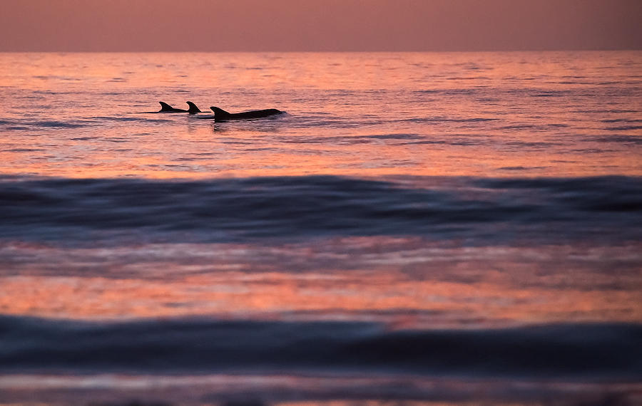 Dawn Dolphins 
071217-59 : Timucuan Preserve  : Will Dickey Florida Fine Art Nature and Wildlife Photography - Images of Florida's First Coast - Nature and Landscape Photographs of Jacksonville, St. Augustine, Florida nature preserves