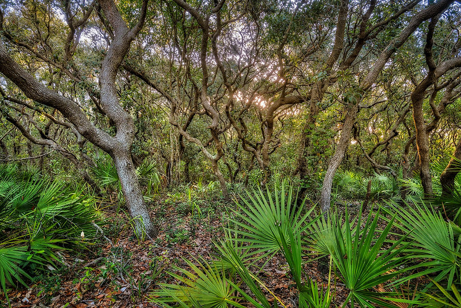 Hanna Park Hammock 071217-311 : Timucuan Preserve  : Will Dickey Florida Fine Art Nature and Wildlife Photography - Images of Florida's First Coast - Nature and Landscape Photographs of Jacksonville, St. Augustine, Florida nature preserves