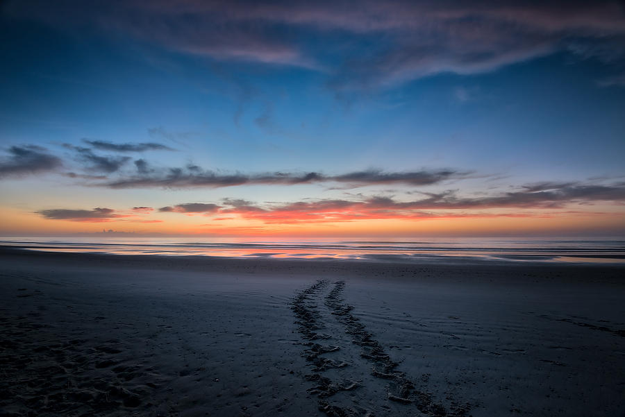 Hanna Park Turtle Tracks 071217-32 : Timucuan Preserve  : Will Dickey Florida Fine Art Nature and Wildlife Photography - Images of Florida's First Coast - Nature and Landscape Photographs of Jacksonville, St. Augustine, Florida nature preserves