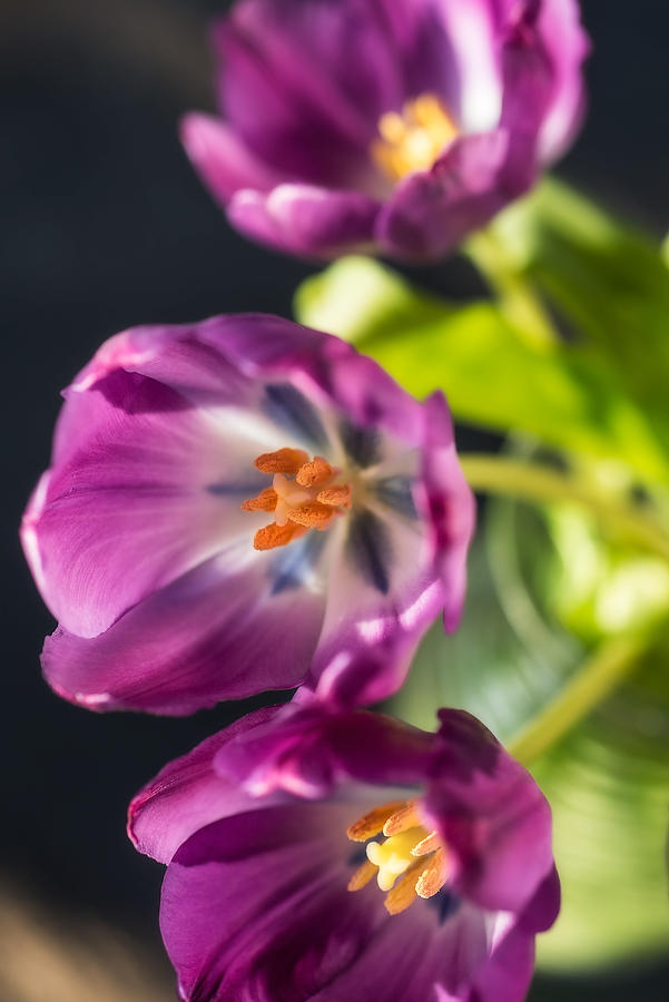 Three Tulips
041617-193 : Blooms : Will Dickey Florida Fine Art Nature and Wildlife Photography - Images of Florida's First Coast - Nature and Landscape Photographs of Jacksonville, St. Augustine, Florida nature preserves